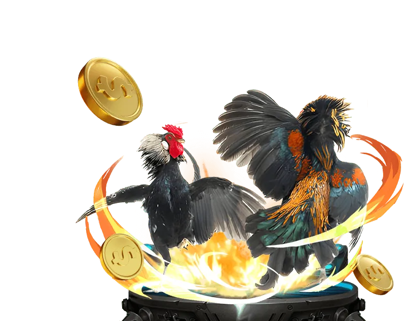 Bình luận viên đá gà Thomo đang phỏng vấn